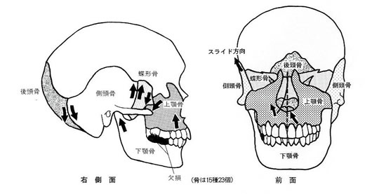 顎が回転して体が捻じれる